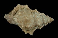 藏品(高貴蛙螺)的圖片